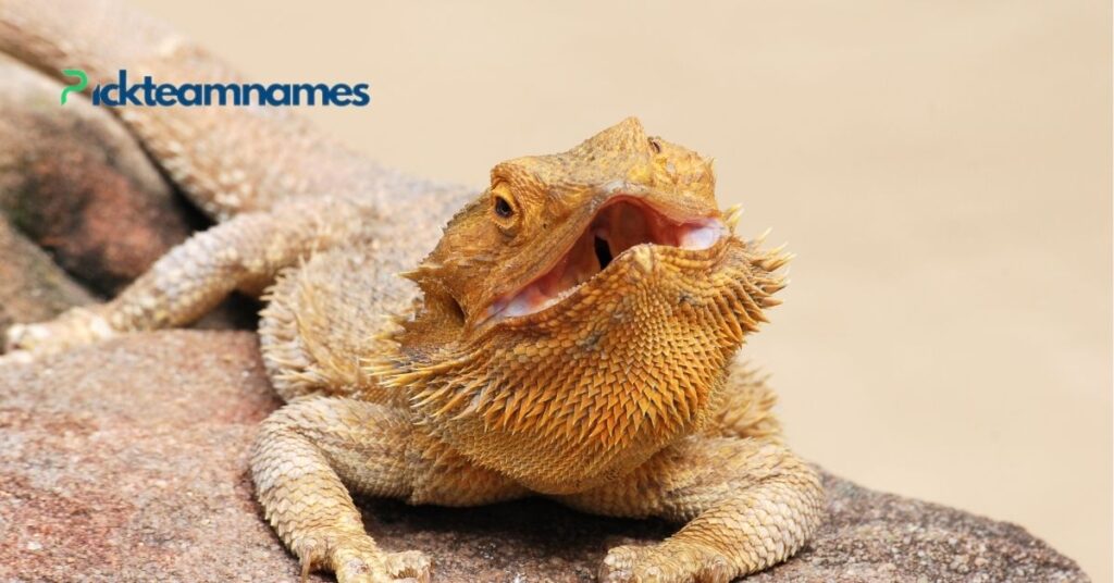 Best Bearded Dragon Names for Beginners