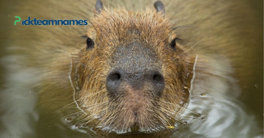 Best Capybara Names for Males