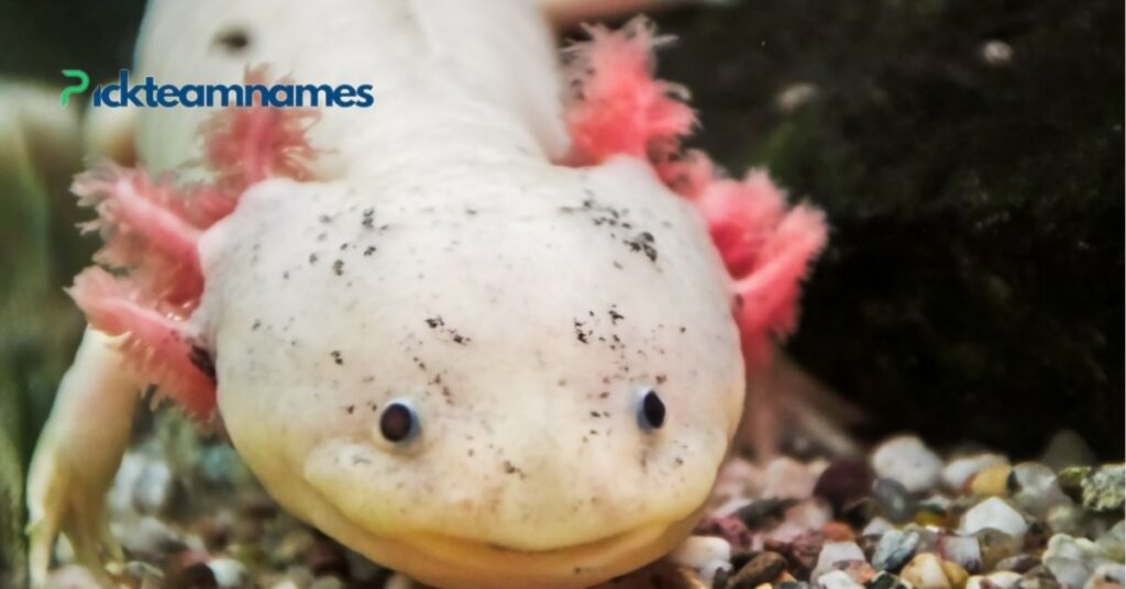 Best Cute Axolotl Names