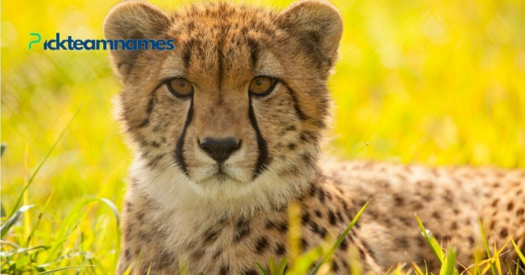 Best Popular Names For Cheetah