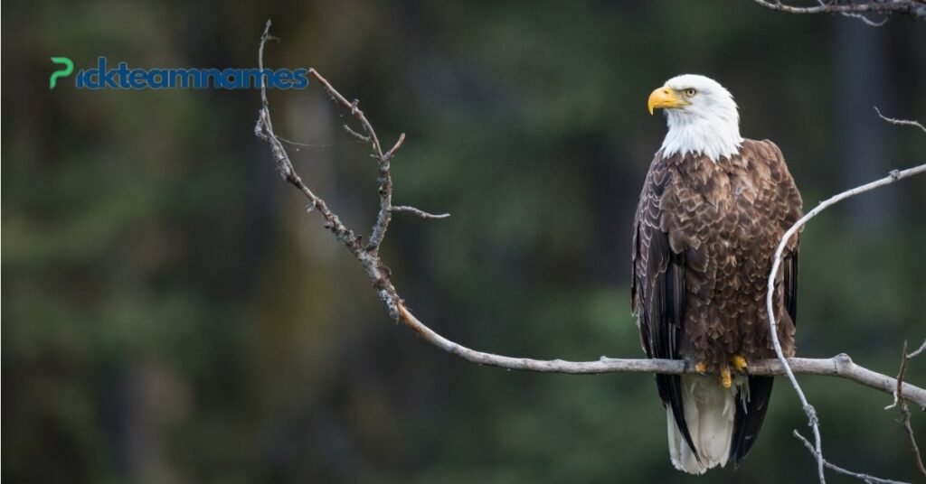 Cultural And Historical Names For Eagles