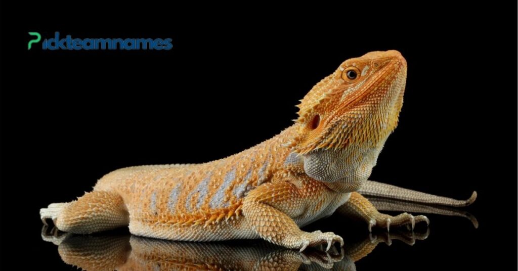 Cute Bearded Dragon Names