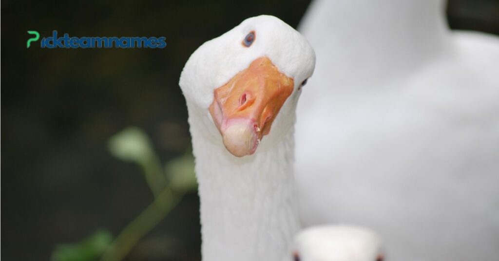 Cute Names For Goose