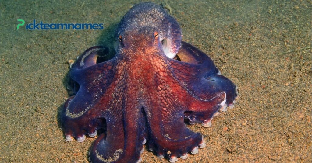 Cute Names For Octopus