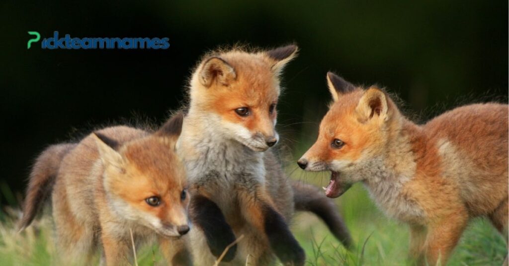 Female Fox Names