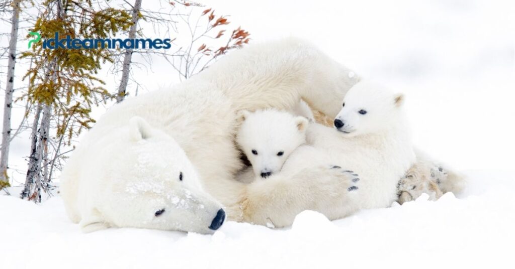 Funny And Playful Polar Bear Names