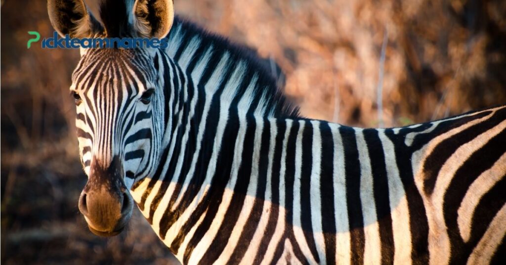 Funny And Whimsical Names For Zebra