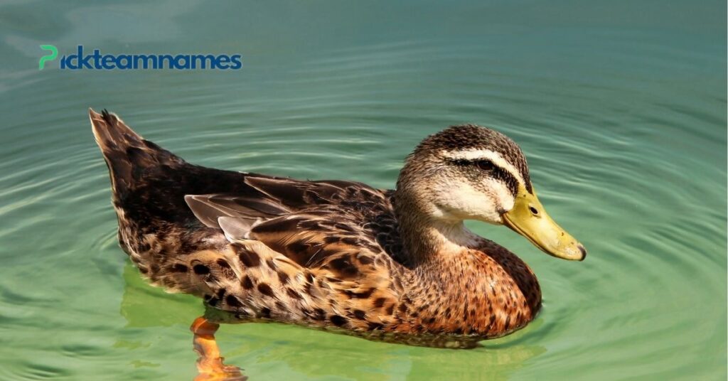 Funny Duck Names for Male Ducks