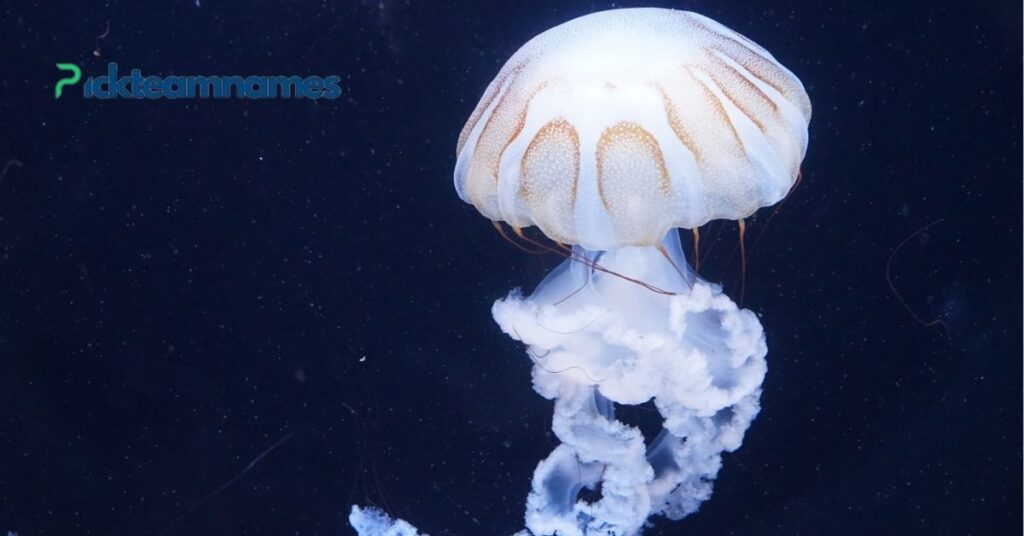 50+ Funny Jellyfish Names That Will Make You Laugh Out Loud 2 Funny Jellyfish Names Borrowed From Food