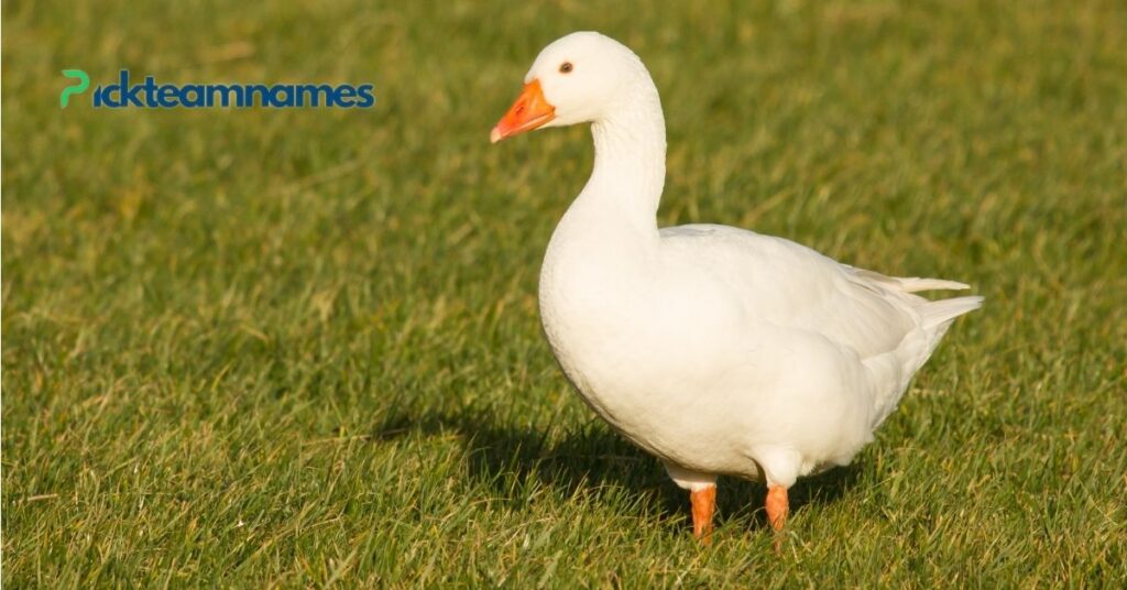 Funny Names For Goose