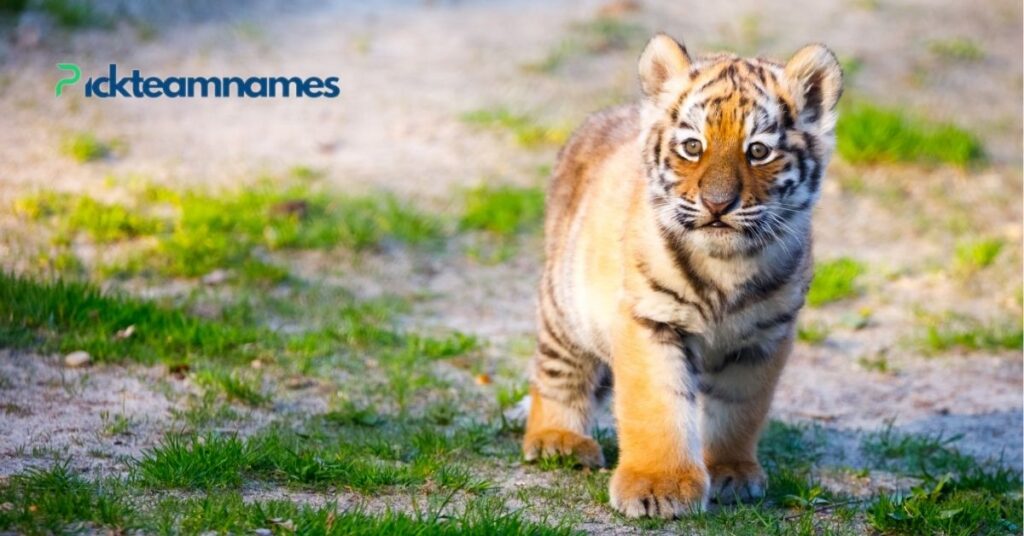 Funny Tiger Names Inspired By Other Animals