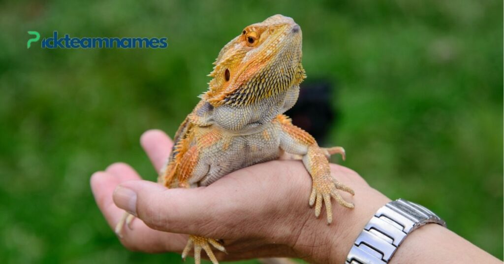 Gender Specific Bearded Dragon Names