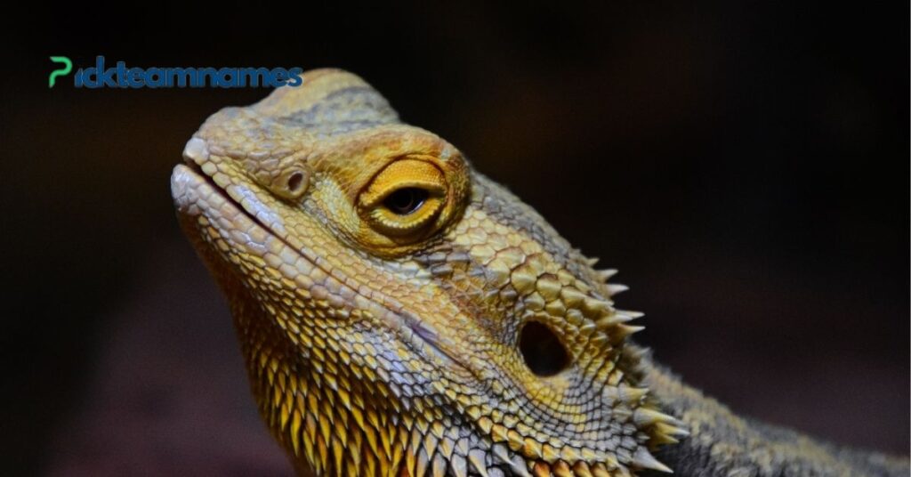 How to Choose the Perfect Bearded Dragon Name