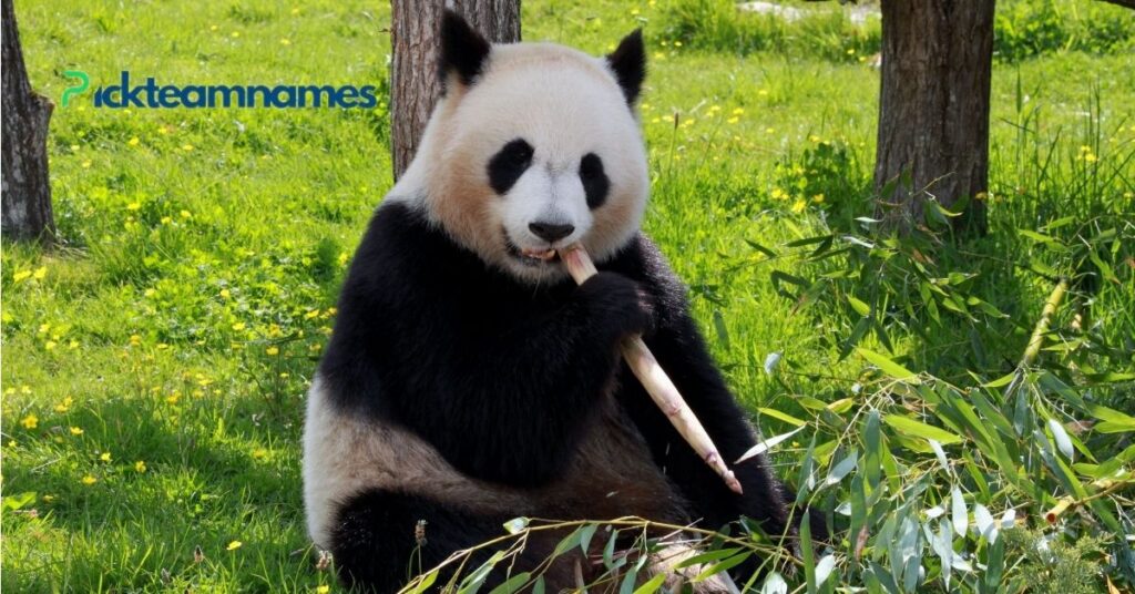 Most Adorable Ideas For Panda Names