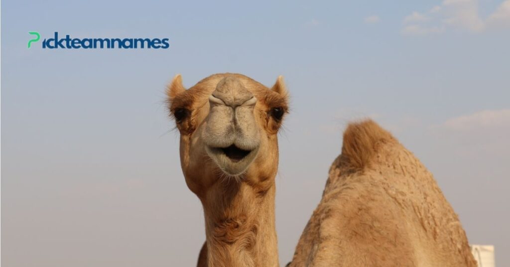 Names For Camel Based On Famous References