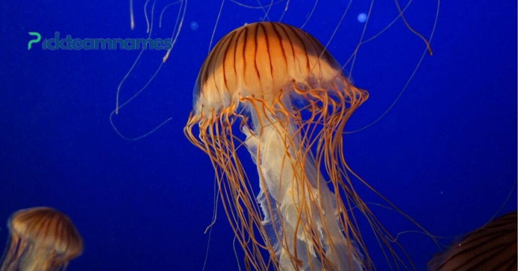 50+ Funny Jellyfish Names That Will Make You Laugh Out Loud 4 Playful Jellyfish Names Inspired By Animals