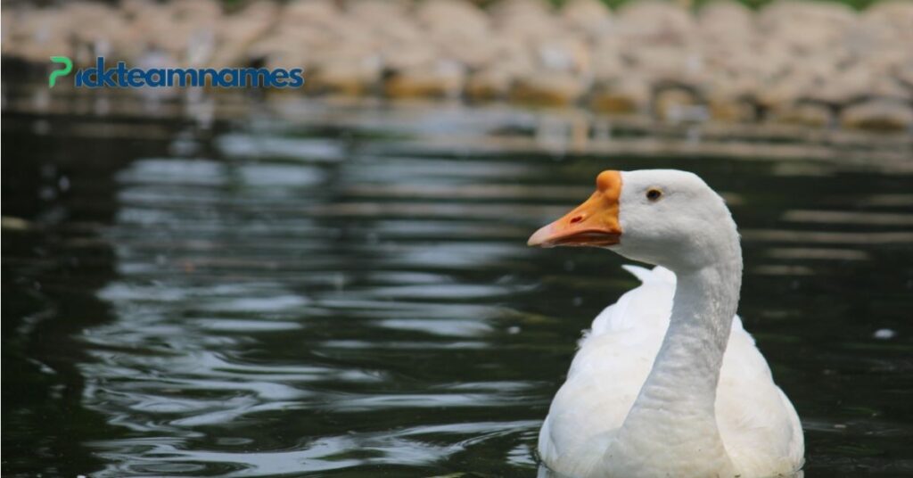 Pop Culture Inspired Names For Goose