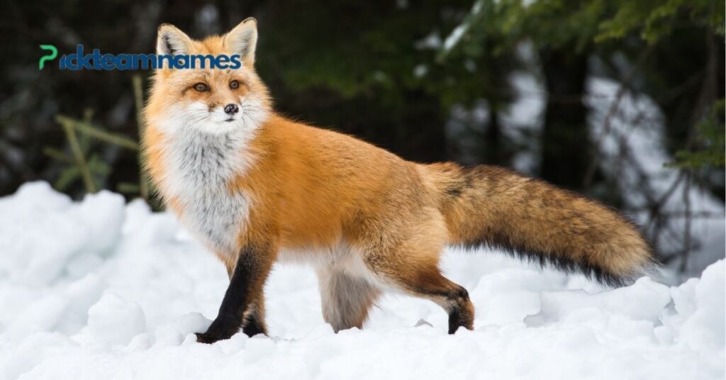 Popular Fox Names