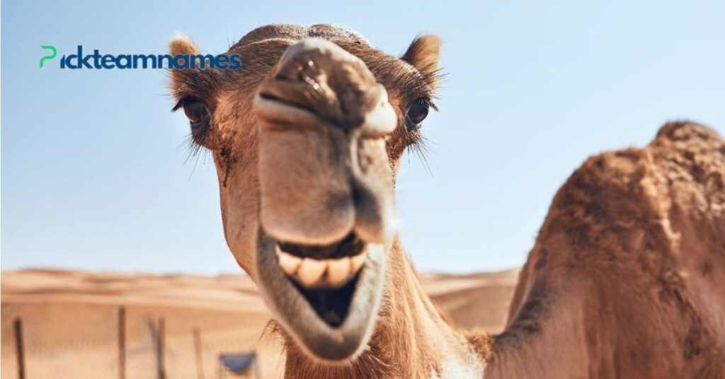 Popular Names For Camel