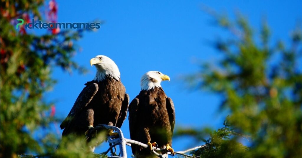 Popular Names For Eagles