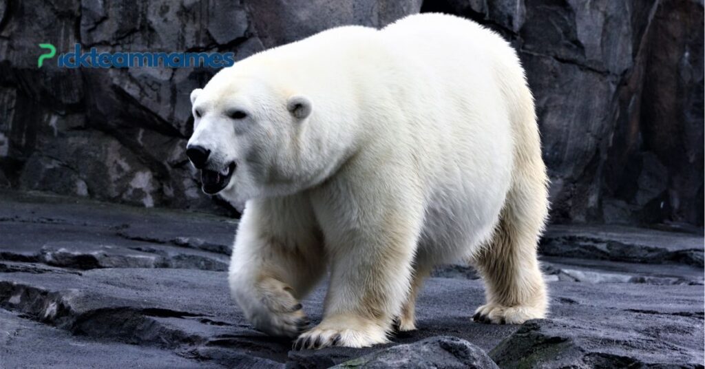 Popular Names For Polar Bears