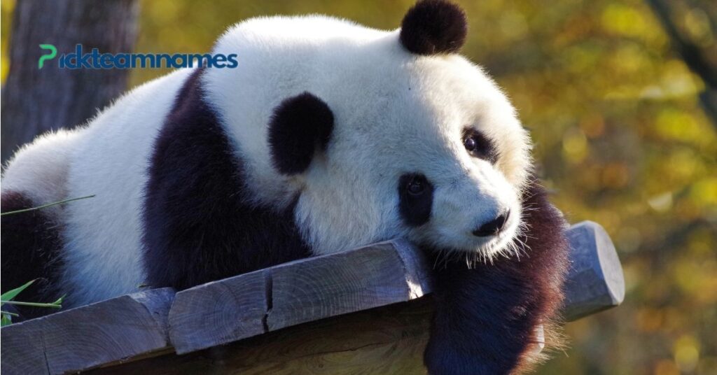 Popular Panda Names Around The World