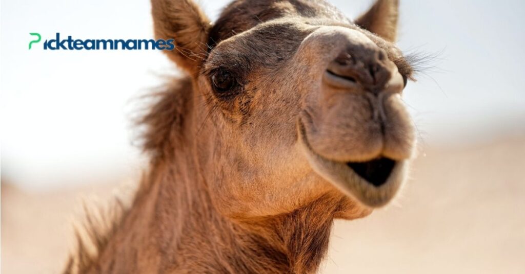 Regional And Cultural Names For Camel