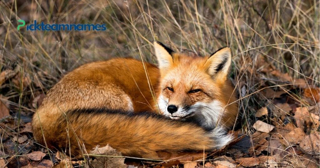 Tips for Choosing Fox Names