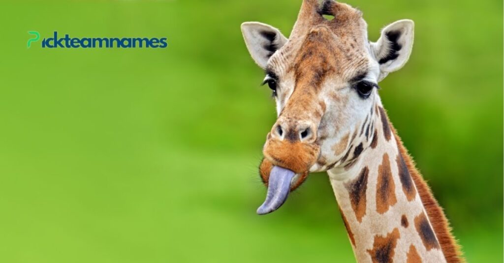 Top 10 Funny Giraffe Names