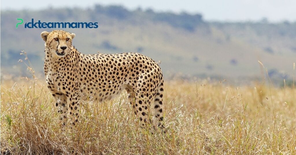 Unique Names For Cheetah