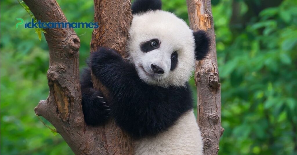 Unique Panda Names And Their Meanings