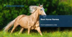 Home 24 best horse names