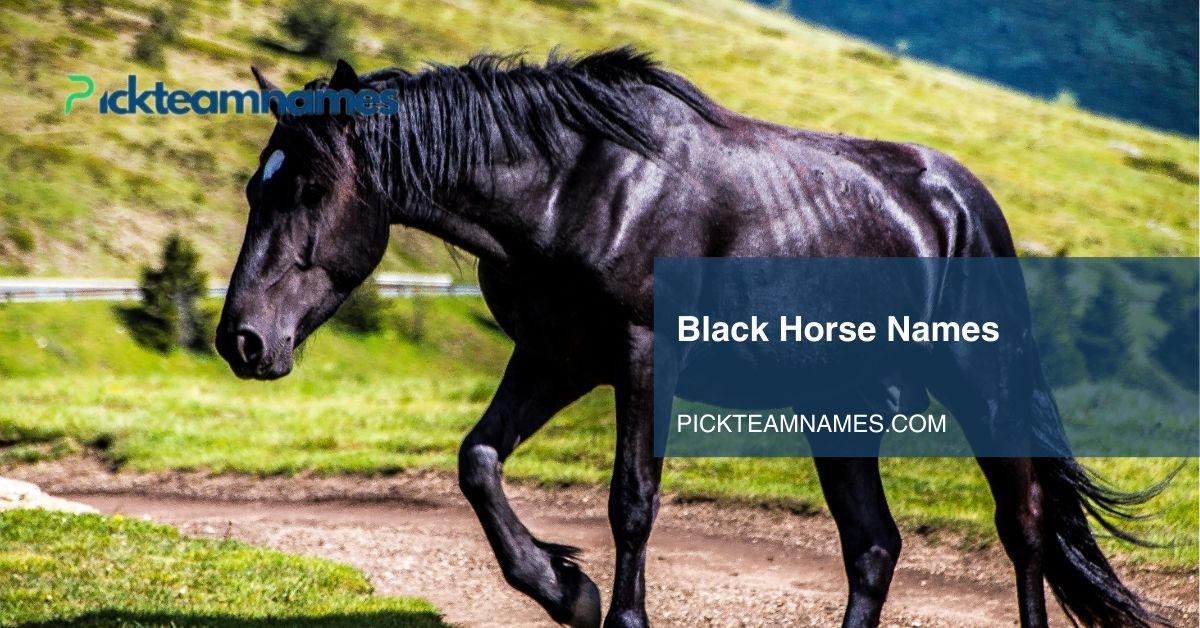 black horse names