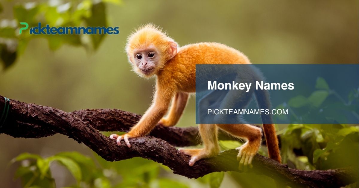 monkey names