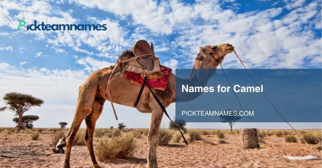 names for camel