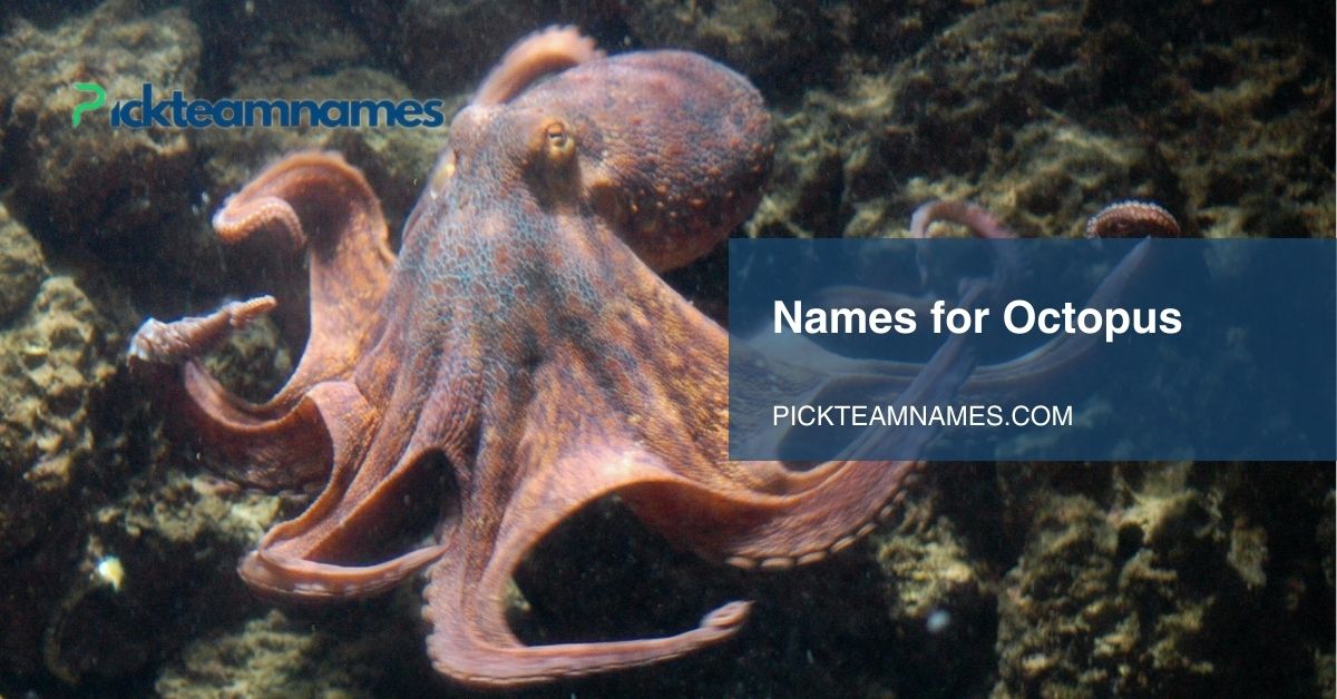 names for octopus