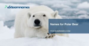 Home 23 names for polar bear
