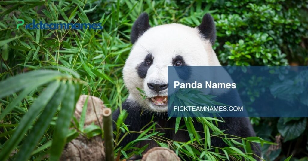 panda names