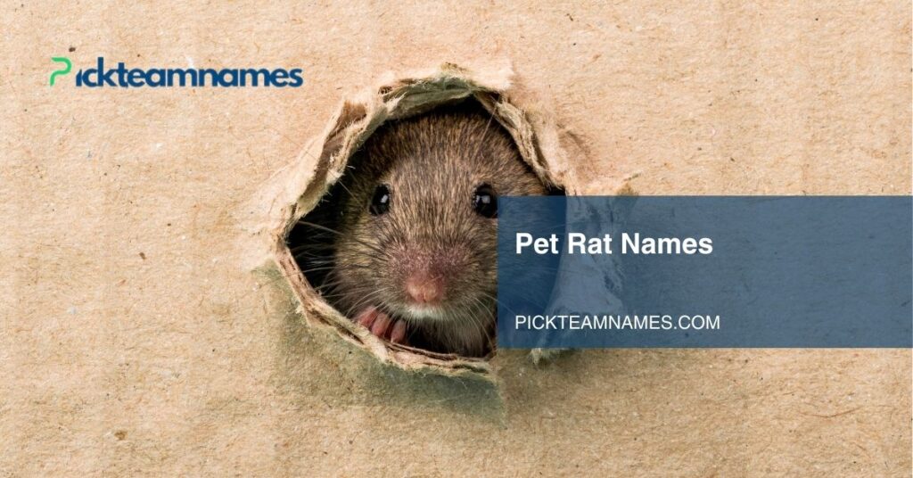 pet rat names